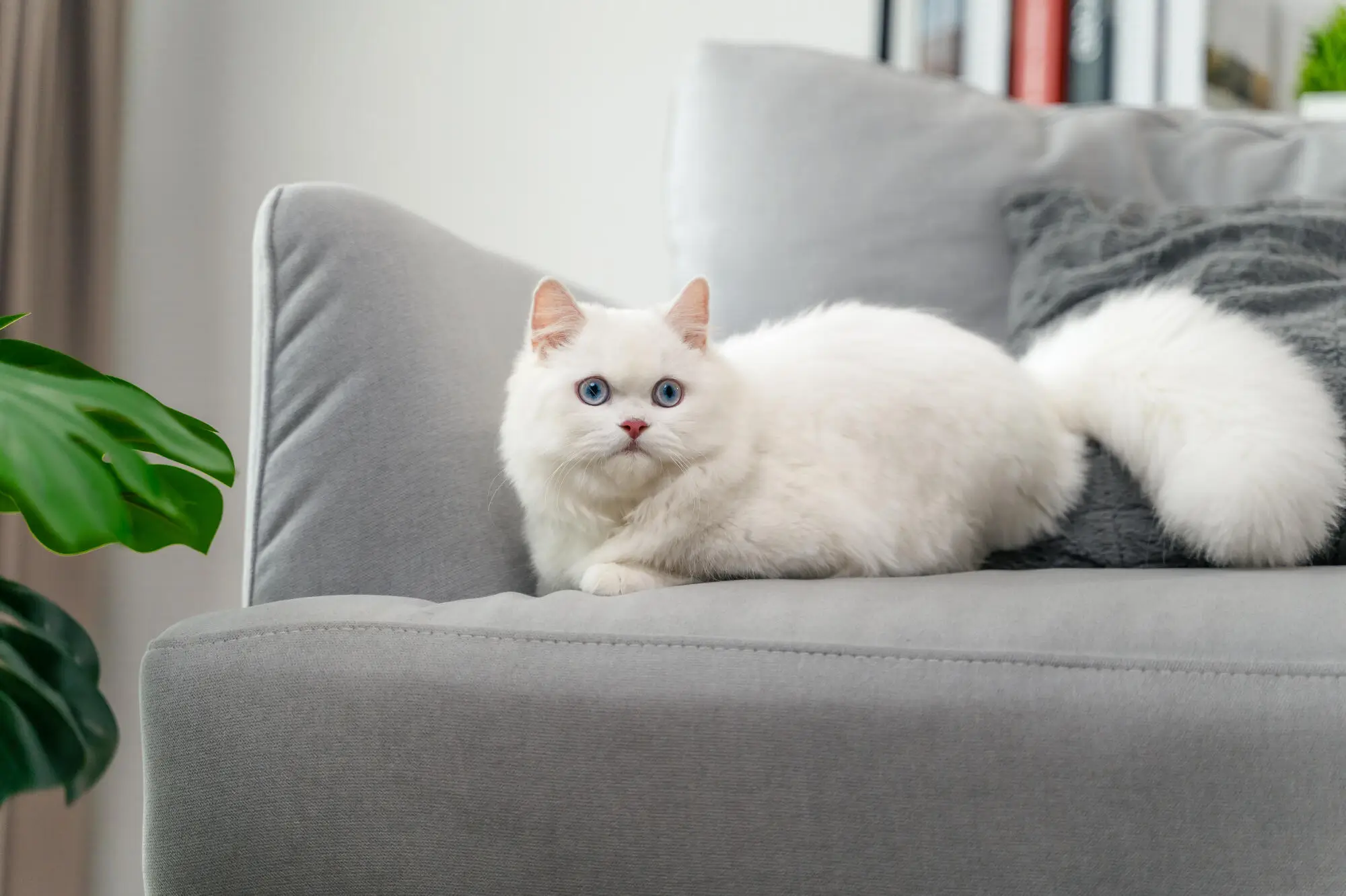 Pros and Cons of Allowing Pets in Your Rental Property